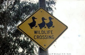 "Ducks Crossing"-Sign in Picton
