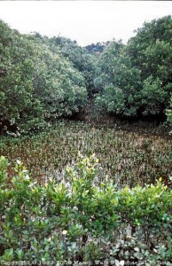 Mangrovensumpf bei Paihia