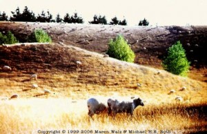 Schafe auch in Kaikoura