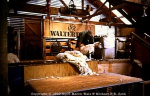 Sheepshearing auf der Walter Peak Station
