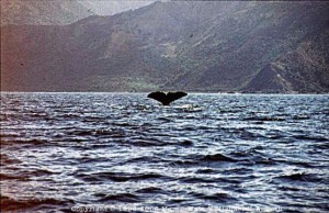 Spermwhale diving (... AND THERE HE GOES!)